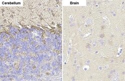 GAD1/GAD67 Antibody (HL1095) - Azide and BSA Free, Novus Biologicals 100