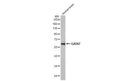 GAD1/GAD67 Antibody (HL1095) - Azide and BSA Free, Novus Biologicals 100