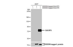 GALNT6 Antibody (HL2392) - Azide and BSA Free, Novus Biologicals 100 &mu;L | Buy Online | Novus Biologicals | Fisher Scientific