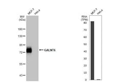 GALNT6 Antibody (HL2392) - Azide and BSA Free, Novus Biologicals 100 &mu;L | Buy Online | Novus Biologicals | Fisher Scientific
