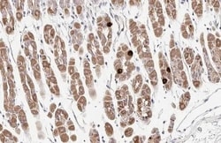 Ghrelin Antibody - Azide and BSA Free, Novus Biologicals 100 &mu;L, Unconjugated:Antibodies,