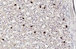 Ghrelin Antibody - Azide and BSA Free, Novus Biologicals 100 &mu;L, Unconjugated:Antibodies,