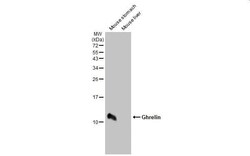 Ghrelin Antibody - Azide and BSA Free, Novus Biologicals 100 &mu;L, Unconjugated:Antibodies,