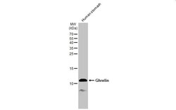 Ghrelin Antibody - Azide and BSA Free, Novus Biologicals 100 &mu;L, Unconjugated:Antibodies,