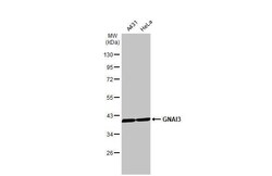 GNAI3 Antibody (HL2096) - Azide and BSA Free, Novus Biologicals 100 &mu;L | Buy Online | Novus Biologicals | Fisher Scientific