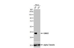 GNAI3 Antibody (HL2096) - Azide and BSA Free, Novus Biologicals 100 &mu;L | Buy Online | Novus Biologicals | Fisher Scientific