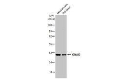 GNAI3 Antibody (HL2096) - Azide and BSA Free, Novus Biologicals 100 &mu;L | Buy Online | Novus Biologicals | Fisher Scientific