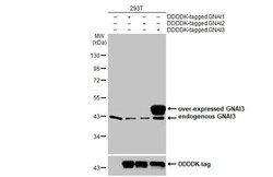 GNAI3 Antibody (HL2096) - Azide and BSA Free, Novus Biologicals 100 &mu;L | Buy Online | Novus Biologicals | Fisher Scientific