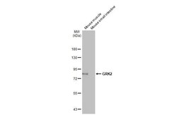 GRK2 Antibody (HL1562) - Azide and BSA Free, Novus Biologicals 100 &mu;L,