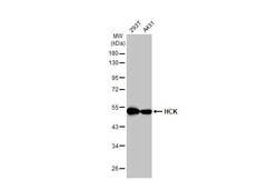 Hck Antibody (HL1673) - Azide and BSA Free, Novus Biologicals 100 &mu;L,