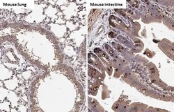 Hck Antibody (HL1673) - Azide and BSA Free, Novus Biologicals 100 &mu;L,