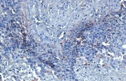 HDAC3 Antibody (HL1749) - Azide and BSA Free, Novus Biologicals 100 &mu;L,