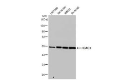 HDAC3 Antibody (HL1749) - Azide and BSA Free, Novus Biologicals 100 &mu;L,