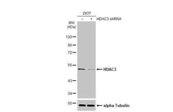 HDAC3 Antibody (HL1749) - Azide and BSA Free, Novus Biologicals 100 &mu;L,