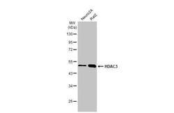 HDAC3 Antibody (HL1749) - Azide and BSA Free, Novus Biologicals 100 &mu;L,