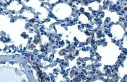 HDAC3 Antibody (HL1749) - Azide and BSA Free, Novus Biologicals 100 &mu;L,