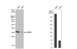 HES-1 Antibody (HL2198) - Azide and BSA Free, Novus Biologicals 100 &mu;L,