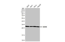 SDHB Antibody (HL2251) - Azide and BSA Free, Novus Biologicals 100 &mu;L | Buy Online | Novus Biologicals | Fisher Scientific