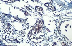 Hip Antibody (HL1737) - Azide and BSA Free, Novus Biologicals 100 &mu;L,