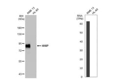 Hip Antibody (HL1737) - Azide and BSA Free, Novus Biologicals 100 &mu;L,