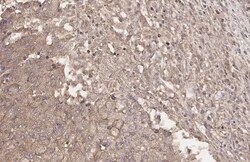 Hip Antibody (HL1969) - Azide and BSA Free, Novus Biologicals 100 &mu;L | Buy Online | Novus Biologicals | Fisher Scientific