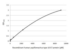 HPV16 E7 Antibody (HL1647) - Azide and BSA Free, Novus Biologicals 100