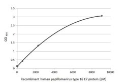 HPV16 E7 Antibody (HL1647) - Azide and BSA Free, Novus Biologicals 100