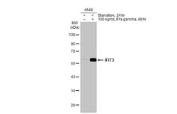 IFIT3 Antibody (HL2469) - Azide and BSA Free, Novus Biologicals 100 &mu;L,