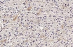 IFIT3 Antibody (HL2469) - Azide and BSA Free, Novus Biologicals 100 &mu;L,