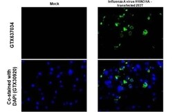 Influenza A H10N3 Hemagglutinin Antibody (HL1559) - Azide and BSA Free,