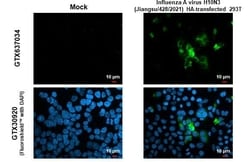 Influenza A H10N3 Hemagglutinin Antibody (HL1559) - Azide and BSA Free,