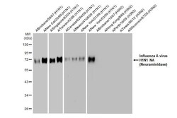 Influenza A H1N1 Neuraminidase Antibody (HL1108) - Azide and BSA Free,