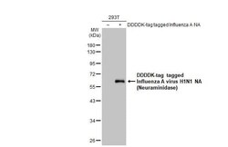 Influenza A H1N1 Neuraminidase Antibody (HL1108) - Azide and BSA Free,
