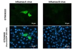 Influenza A H1N1 Neuraminidase Antibody (HL1108) - Azide and BSA Free,