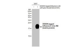 Influenza A H1N1 M2 Antibody (HL1856) - Azide and BSA Free, Novus Biologicals