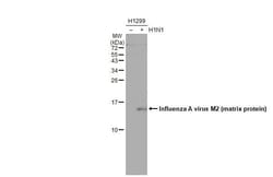 Influenza A H1N1 M2 Antibody (HL1856) - Azide and BSA Free, Novus Biologicals