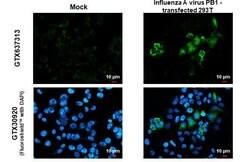 Influenza A H1N1 PB1 Antibody (HL1714) - Azide and BSA Free, Novus Biologicals 100 &mu;L | Buy Online | Novus Biologicals | Fisher Scientific