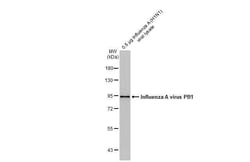 Influenza A H1N1 PB1 Antibody (HL1714) - Azide and BSA Free, Novus Biologicals 100 &mu;L | Buy Online | Novus Biologicals | Fisher Scientific