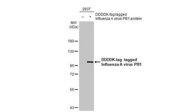 Influenza A H1N1 PB1 Antibody (HL1714) - Azide and BSA Free, Novus Biologicals 100 &mu;L | Buy Online | Novus Biologicals | Fisher Scientific