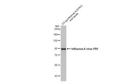 Influenza A H1N1 PB1 Antibody (HL1715) - Azide and BSA Free, Novus Biologicals