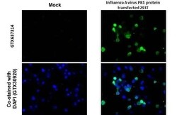 Influenza A H1N1 PB1 Antibody (HL1715) - Azide and BSA Free, Novus Biologicals