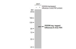 Influenza A H1N1 PB1 Antibody (HL1715) - Azide and BSA Free, Novus Biologicals