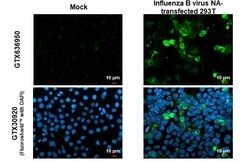 Influenza B Virus Neuraminidase Antibody (HL1476) - Azide and BSA Free,