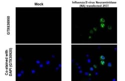 Influenza B Virus Neuraminidase Antibody (HL1476) - Azide and BSA Free,