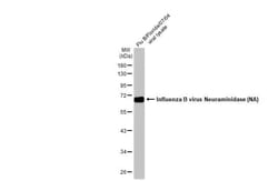Influenza B Virus Neuraminidase Antibody (HL1476) - Azide and BSA Free,