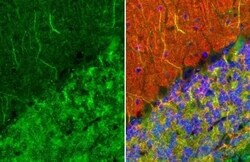 MAP2 Antibody (HL1655) - Azide and BSA Free, Novus Biologicals 100 &mu;L,