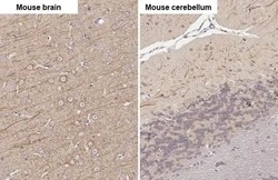 MAP2 Antibody (HL1655) - Azide and BSA Free, Novus Biologicals 100 &mu;L,