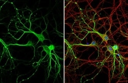 MAP2 Antibody (HL1655) - Azide and BSA Free, Novus Biologicals 100 &mu;L,
