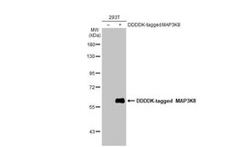 MAP3K8/Tpl2/COT Antibody (HL2118) - Azide and BSA Free, Novus Biologicals