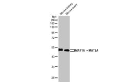 MAT1/2A Antibody (HL1679) - Azide and BSA Free, Novus Biologicals 100 &mu;L,